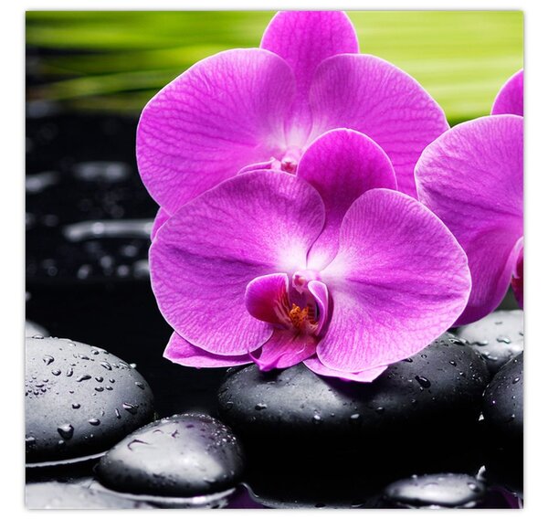 Obraz - Orchideje (30x30 cm)