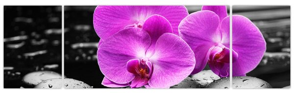 Obraz - Fialové orchideje (170x50 cm)