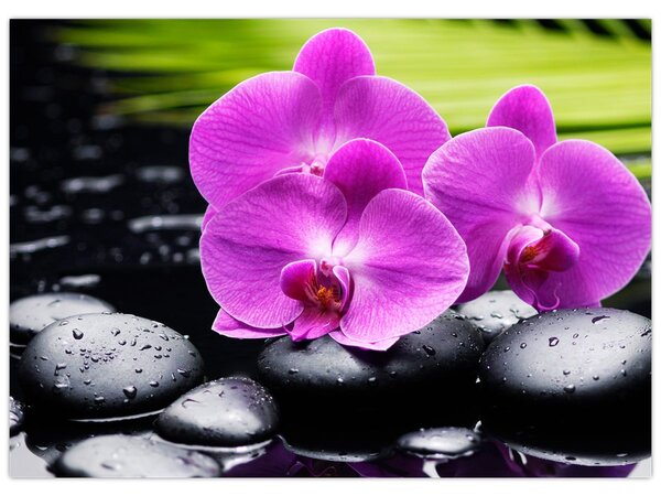 Obraz - Orchideje (70x50 cm)