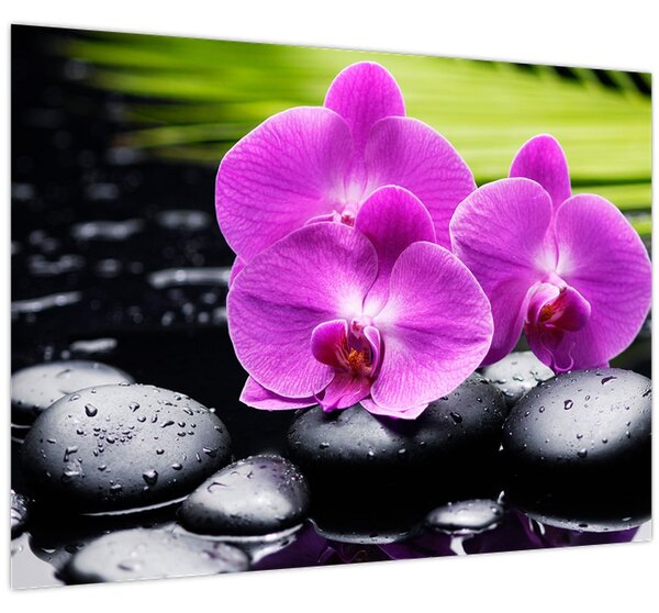Obraz - Orchideje (70x50 cm)