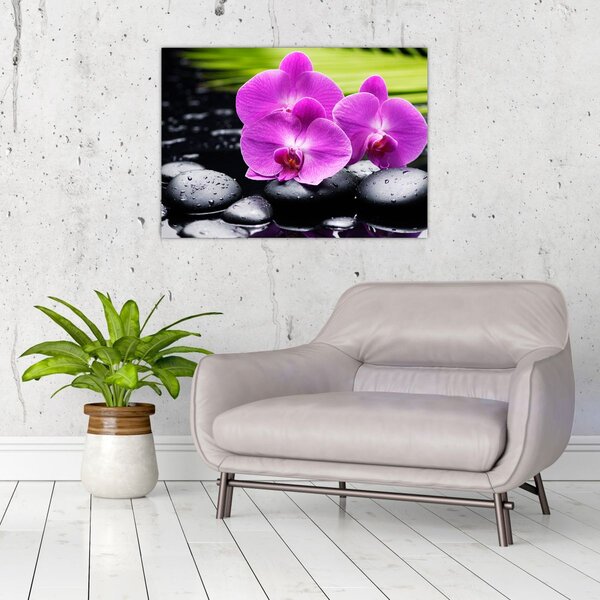 Obraz - Orchideje (70x50 cm)