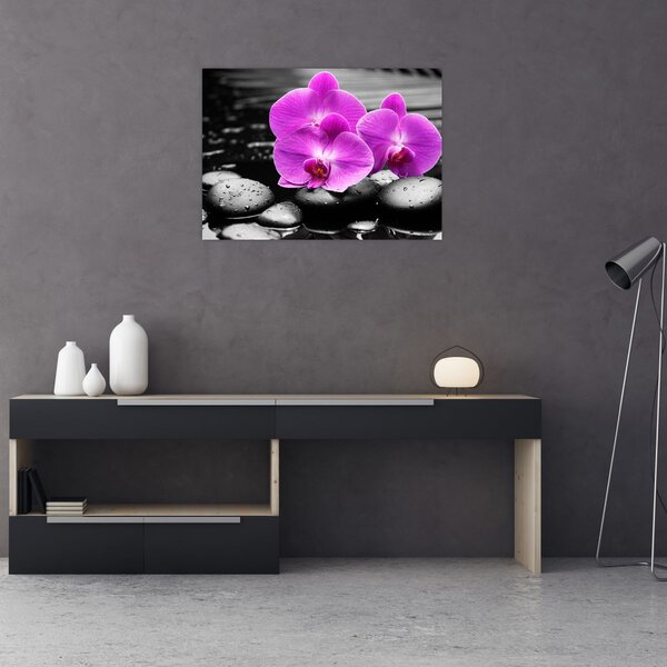 Obraz - Fialové orchideje (70x50 cm)