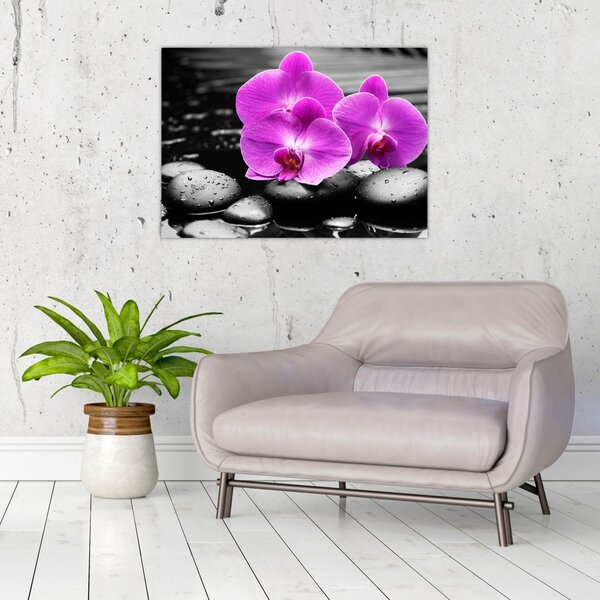 Obraz - Fialové orchideje (70x50 cm)