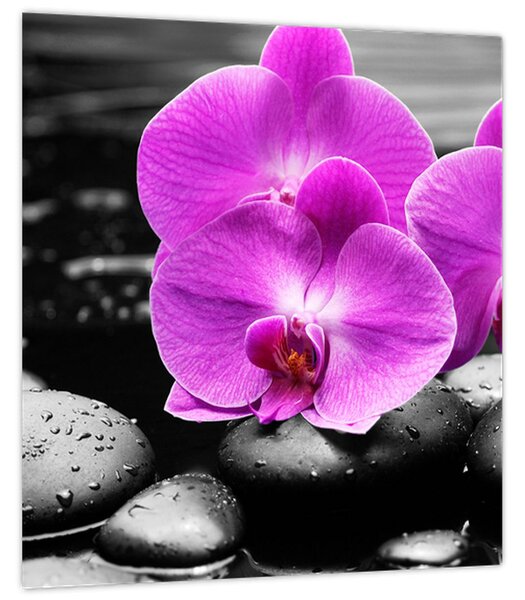 Obraz - Fialové orchideje (30x30 cm)