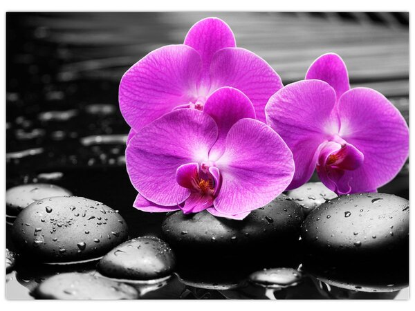 Obraz - Fialové orchideje (70x50 cm)