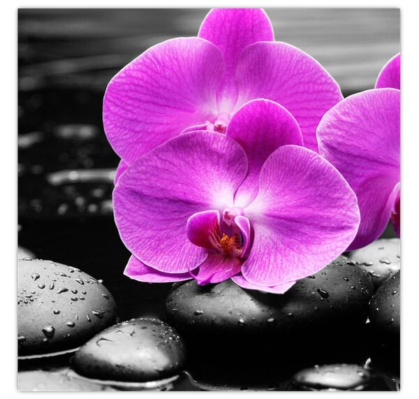 Obraz - Fialové orchideje (30x30 cm)