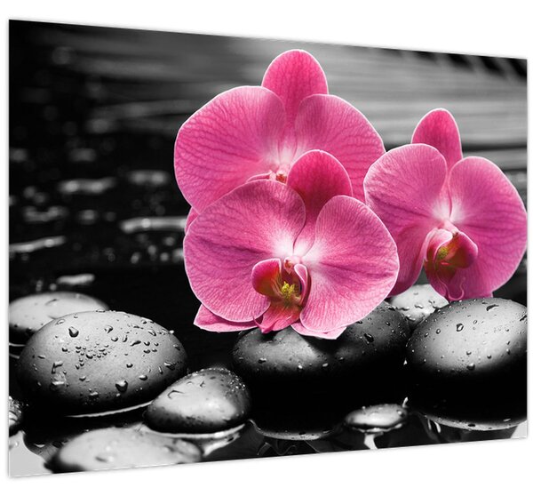 Obraz - Růžové orchideje (70x50 cm)