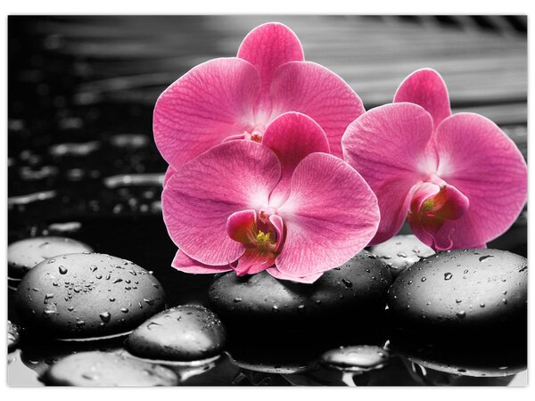 Obraz - Růžové orchideje (70x50 cm)