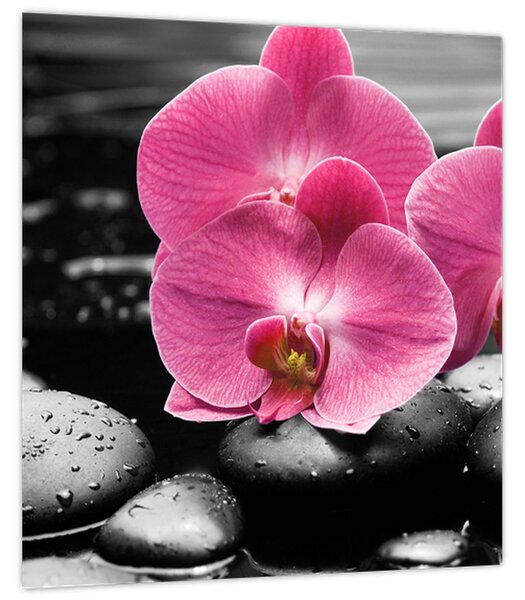 Obraz - Růžové orchideje (30x30 cm)