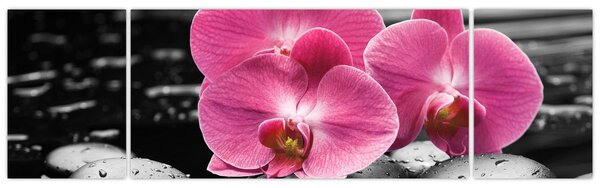 Obraz - Růžové orchideje (170x50 cm)