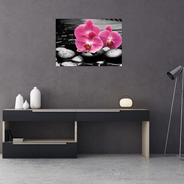 Obraz - Růžové orchideje (70x50 cm)