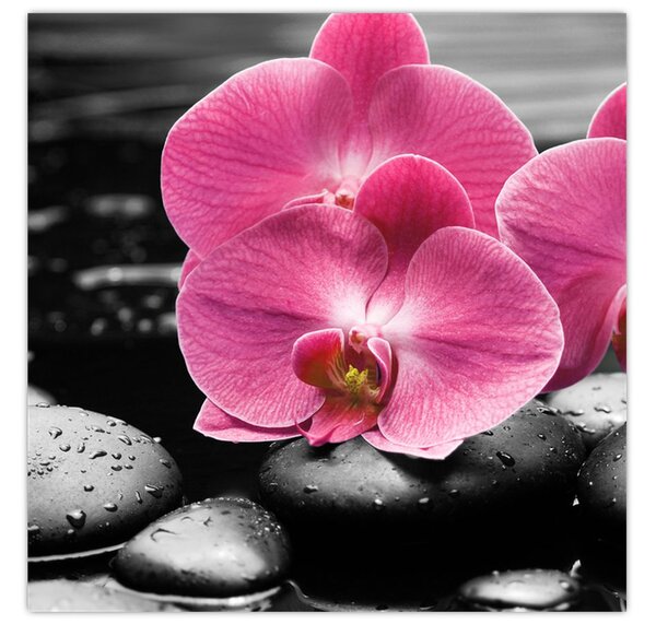 Obraz - Růžové orchideje (30x30 cm)