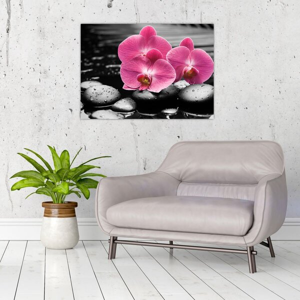 Obraz - Růžové orchideje (70x50 cm)