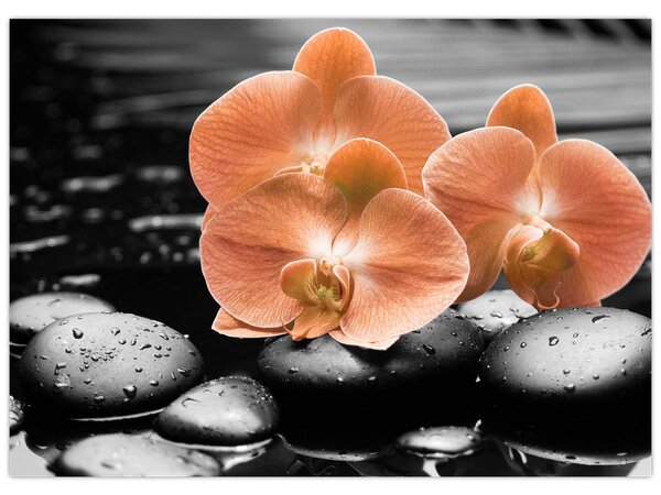 Obraz - Oranžové orchideje (70x50 cm)