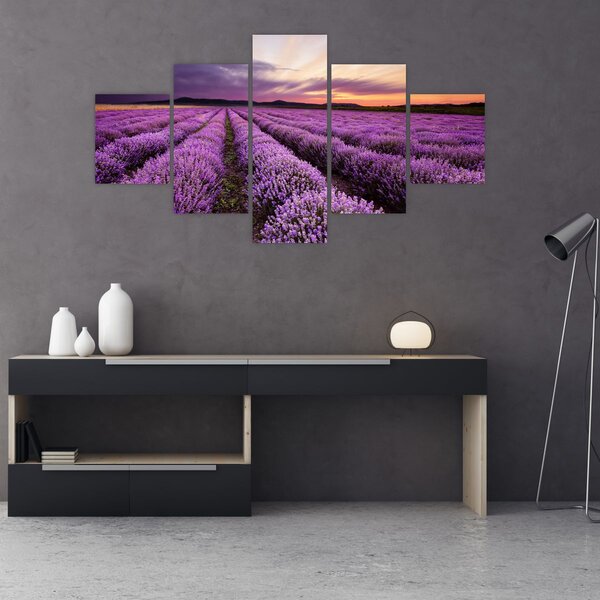 Obraz - Levandulové pole při západu slunce (125x70 cm)