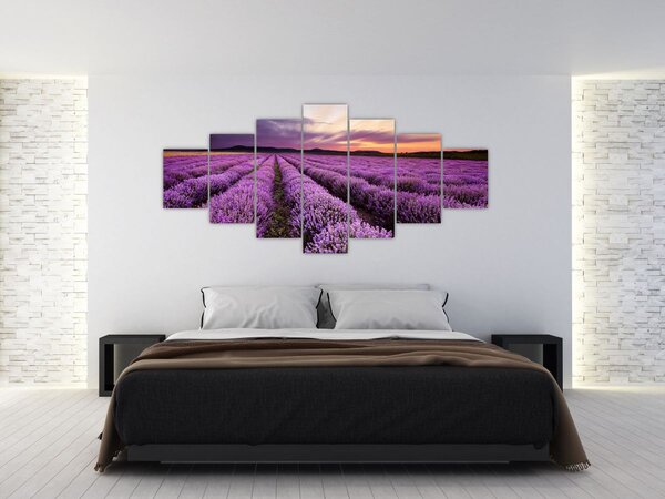 Obraz - Levandulové pole při západu slunce (210x100 cm)