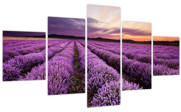 Obraz - Levandulové pole při západu slunce (125x70 cm)