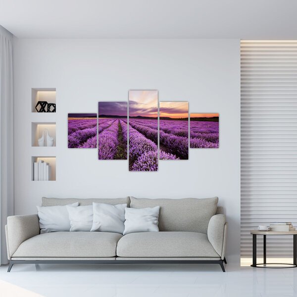 Obraz - Levandulové pole při západu slunce (125x70 cm)