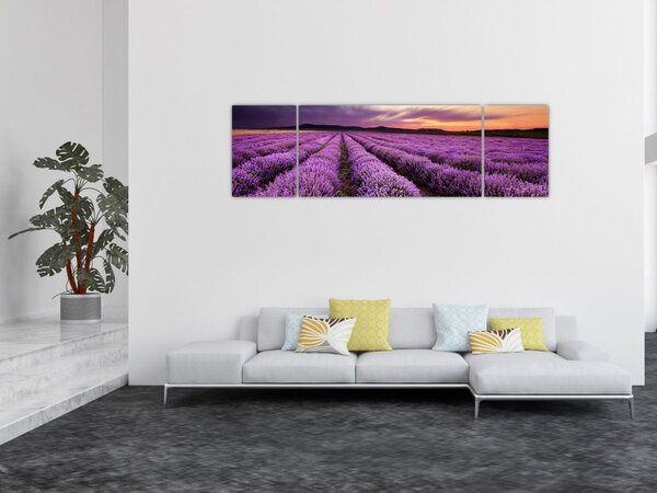 Obraz - Levandulové pole při západu slunce (170x50 cm)