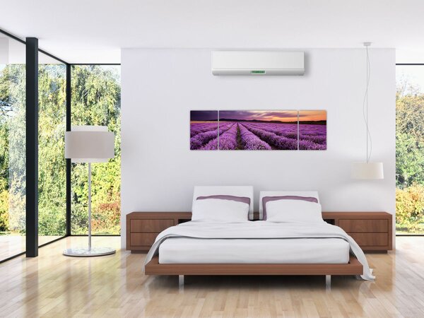 Obraz - Levandulové pole při západu slunce (170x50 cm)