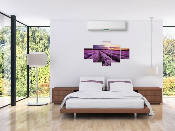 Obraz - Levandulové pole při západu slunce (125x70 cm)