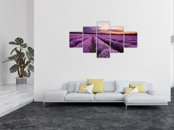 Obraz - Levandulové pole při západu slunce (125x70 cm)