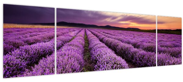 Obraz - Levandulové pole při západu slunce (170x50 cm)