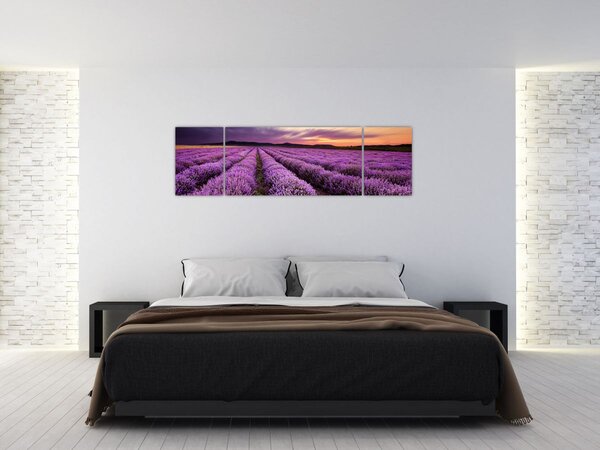 Obraz - Levandulové pole při západu slunce (170x50 cm)