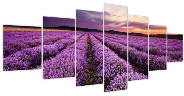 Obraz - Levandulové pole při západu slunce (210x100 cm)