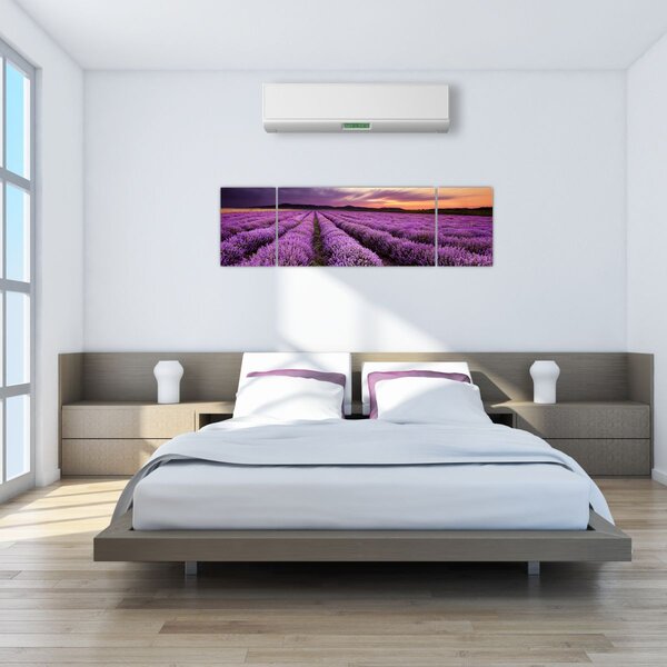 Obraz - Levandulové pole při západu slunce (170x50 cm)