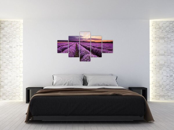 Obraz - Levandulové pole při západu slunce (125x70 cm)