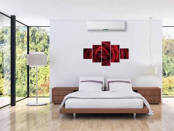 Obraz - Červená růže s kapkami rosy (125x70 cm)