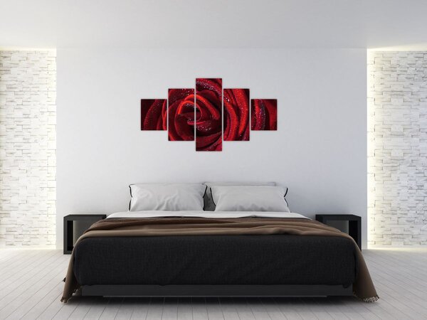 Obraz - Červená růže s kapkami rosy (125x70 cm)