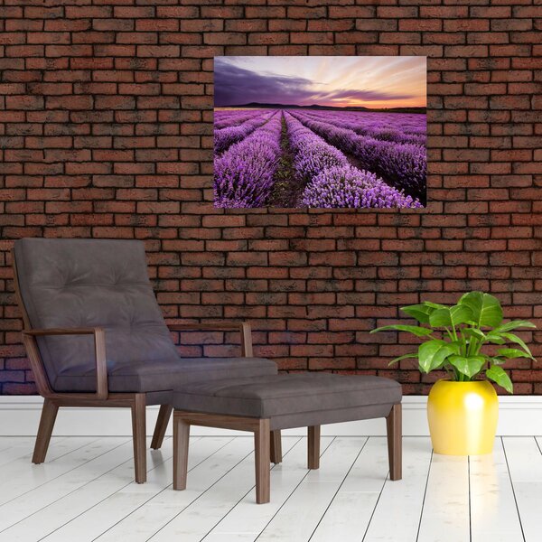 Obraz - Levandulové pole při západu slunce (70x50 cm)