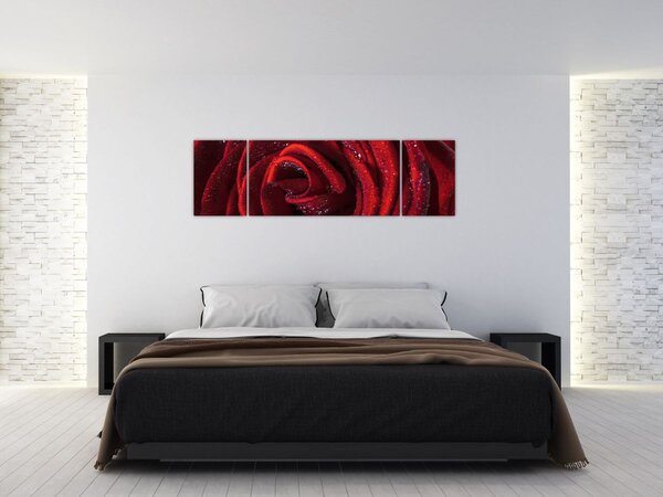 Obraz - Červená růže s kapkami rosy (170x50 cm)
