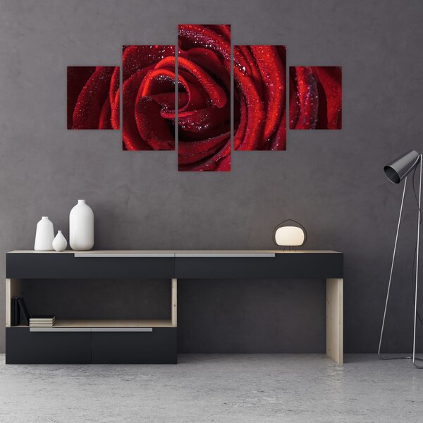 Obraz - Červená růže s kapkami rosy (125x70 cm)