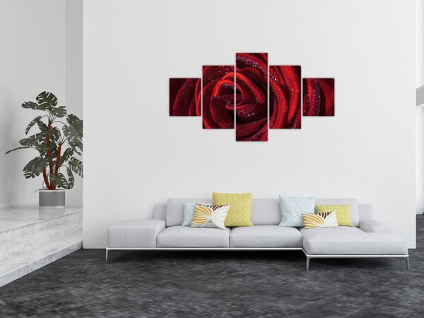 Obraz - Červená růže s kapkami rosy (125x70 cm)