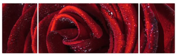 Obraz - Červená růže s kapkami rosy (170x50 cm)