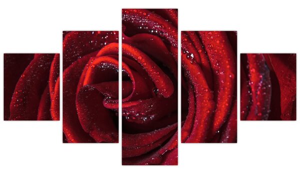 Obraz - Červená růže s kapkami rosy (125x70 cm)