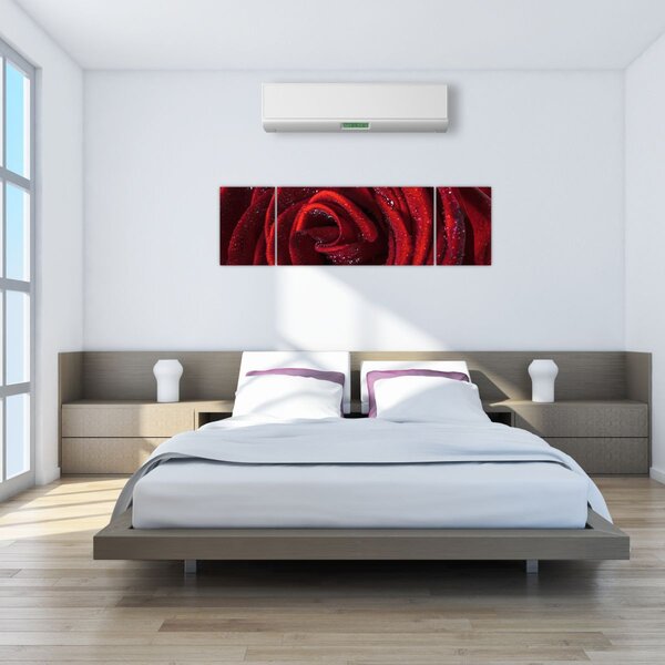 Obraz - Červená růže s kapkami rosy (170x50 cm)