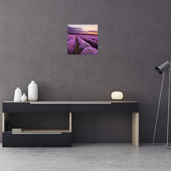 Obraz - Levandulové pole při západu slunce (30x30 cm)