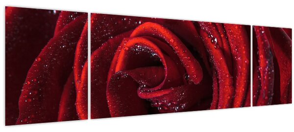 Obraz - Červená růže s kapkami rosy (170x50 cm)
