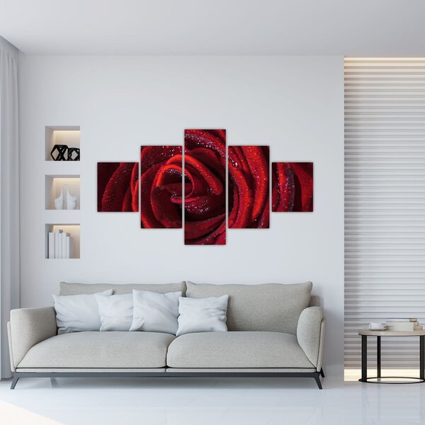 Obraz - Červená růže s kapkami rosy (125x70 cm)