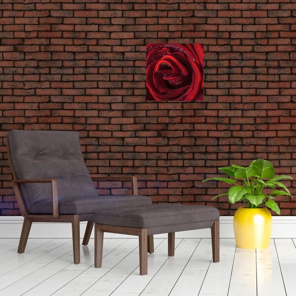 Obraz - Červená růže s kapkami rosy (30x30 cm)