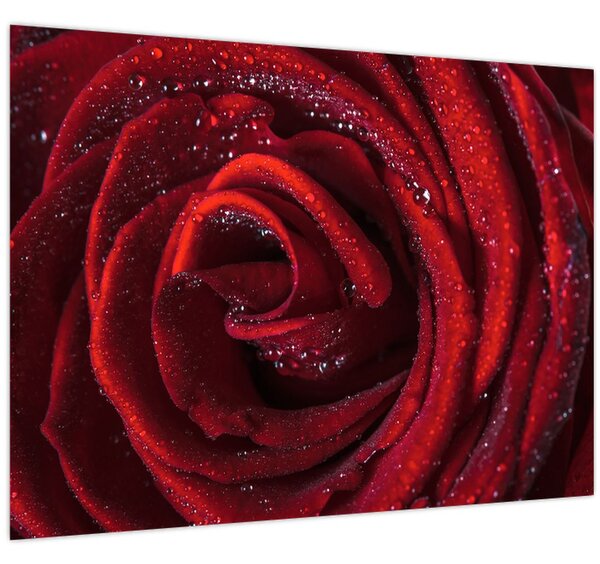 Obraz - Červená růže s kapkami rosy (70x50 cm)