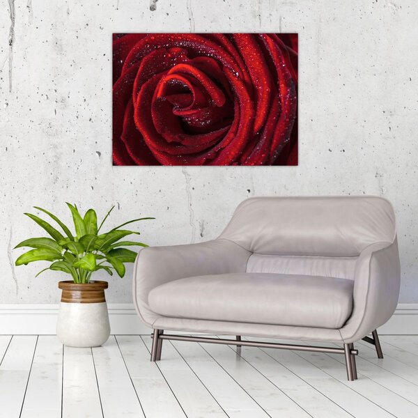 Obraz - Červená růže s kapkami rosy (70x50 cm)