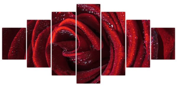 Obraz - Červená růže s kapkami rosy (210x100 cm)