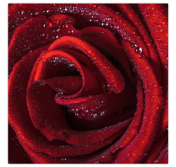 Obraz - Červená růže s kapkami rosy (30x30 cm)