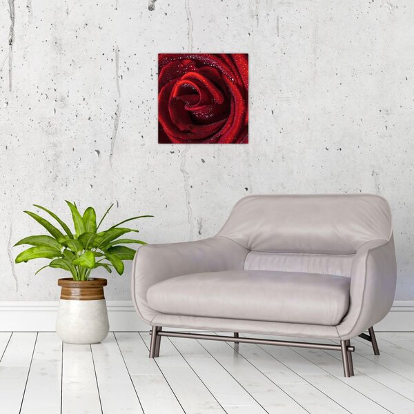 Obraz - Červená růže s kapkami rosy (30x30 cm)