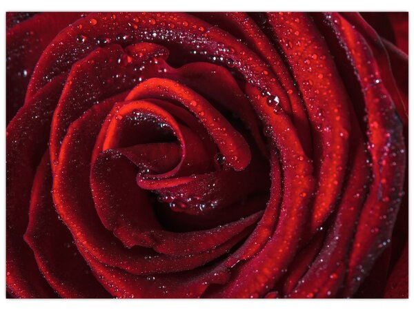 Obraz - Červená růže s kapkami rosy (70x50 cm)